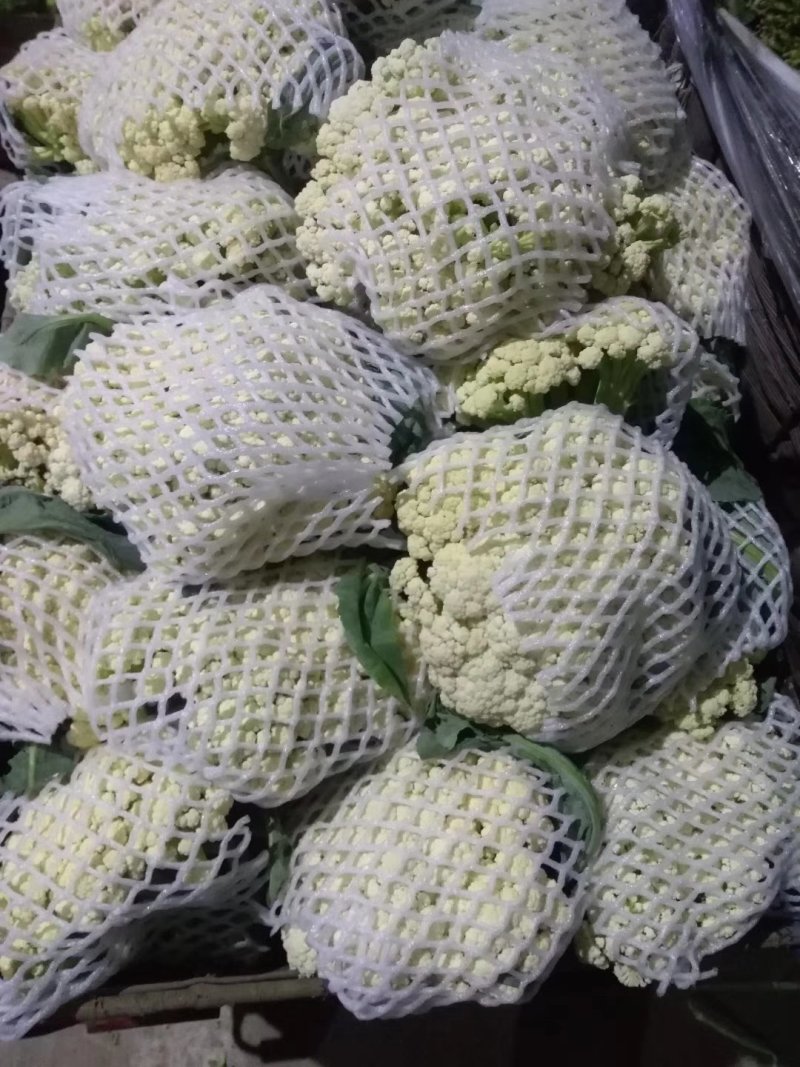 松花菜最新价格动态及市场影响分析