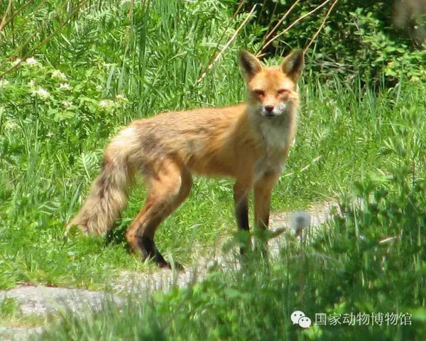 狐狸最新电影探索AV领域的全新视界